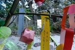 流山の夏の風物詩「一茶双樹記念館の七夕まつり」