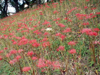 曼珠沙華が見ごろです