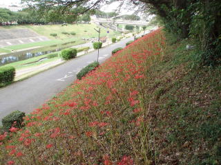 曼珠沙華が見ごろです