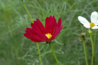 きれいなコスモスの花