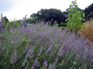 紫色の見事な花をつけたラベンダー