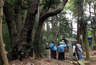 熊野神社の「八木」の椎の木の下で