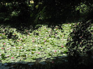 ひゃうたん池にはスイレンの花も