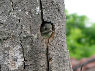 巣の中で親鳥を待つ雛鳥