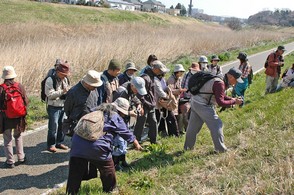 アマナを撮影する参加者の皆さんの写真