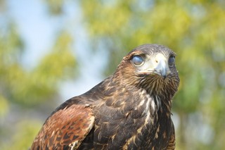 ハリスホークという鷹の一種の写真