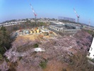 桜の見ごろを迎えた総合体育館建設現場の写真