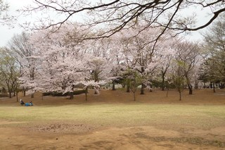 柏の葉公園の桜の写真