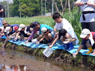 一斉に幼虫を放流