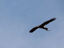空を飛ぶ猛禽類の写真
