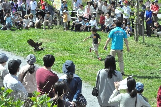 ハリスホークとの追いかけっこの写真