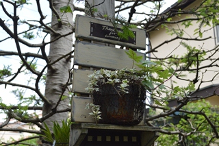 吊り下げられた鉢植えの写真