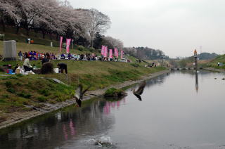 毎年、大勢の人で賑わう桜まつり