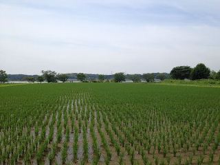 見晴らしの良い田んぼの写真