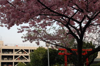 早咲きの桜が満開