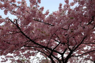 早咲きの桜が満開