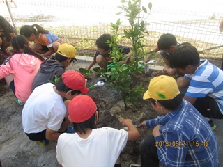 ミカンの木を植える生徒の写真