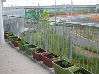 並べられたゴーヤの鉢植えの写真