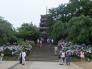 本土寺を遠目に見た写真