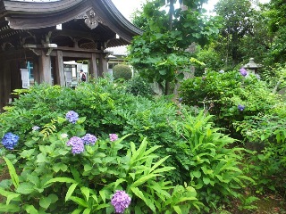 本土寺に生い茂るあじさいの写真