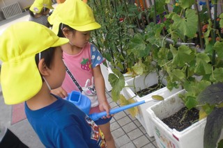 野菜に水をやる写真