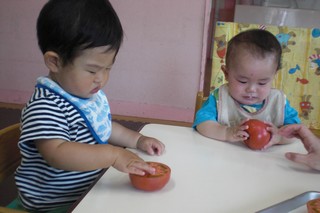 赤ちゃんがトマトに触れている写真