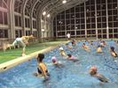 プールで体を動かす参加者の写真