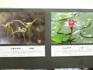花の名前の由来や特徴が詳しく書かれている様子の写真