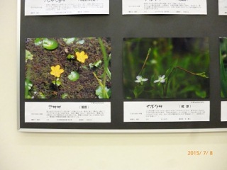 漢字で表記されている野草の名前の写真