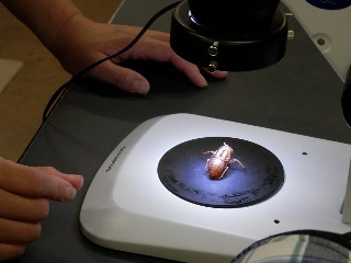 顕微鏡でセミの抜け殻を観察している写真