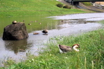 運河にきた渡り鳥