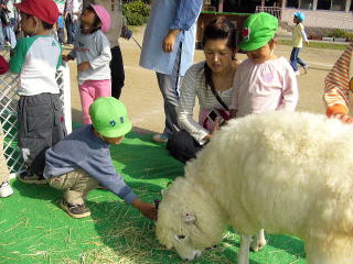 羊に干し草をあげる園児たち
