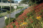 深紅に染まる利根運河の斜面