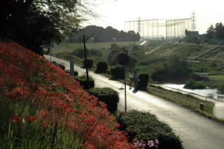 深紅に染まる利根運河の斜面