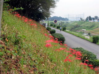 斜面に咲く曼珠沙華