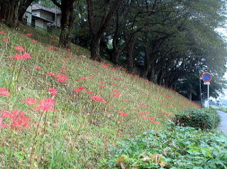 斜面に咲く曼珠沙華