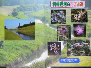 利根運河の花ごよみ
