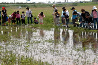 ホタルの幼虫の放流