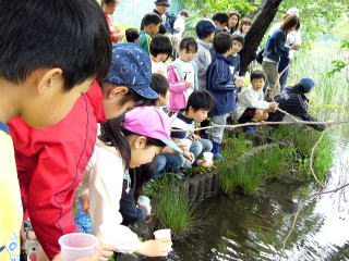 コップに入れたホタルの幼虫を放流