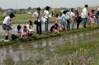 ヘイケボタルの幼虫を放流