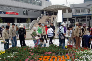 150人の市民が規則正しく花を並べて