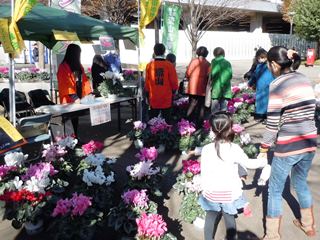 県立流山高等学校農業科のシクラメンの販売の様子の写真