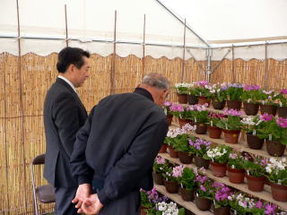 浄観寺境内でサクラ草の展示会