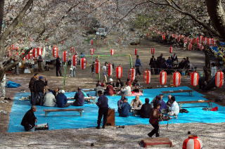 八木南団地でお花見会を楽しみました