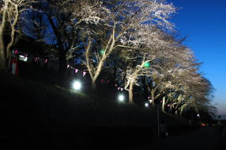 利根運河堤の桜がライトアップ