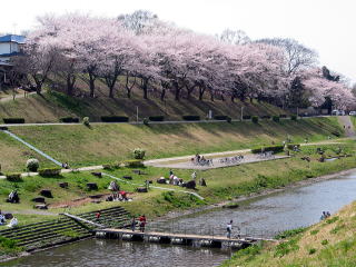利根運河は桜の名所でもあります