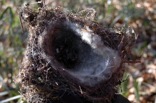 自然の鳥の巣