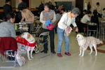 盲導犬のユーザーがあつまり交流会