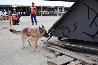 がれきから人の気配を探す災害救助犬の写真