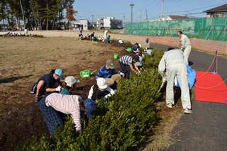 広場のふちに沿って植えられた木の写真